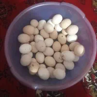 تخم مرغ محلی اصل