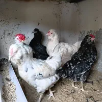 مرغ و خروس گلین