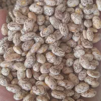 لوبیا چیتی ارتشی درجه ۱