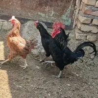 مرغ وخروس ریشی محلی اصل به شرط قیمت کف بازاری