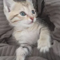 گربه|گربه|نیشابور, گمنام غربی|دیوار