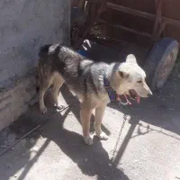 سگ هاسگی