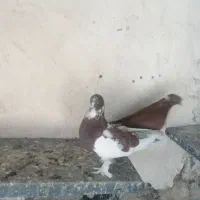 کبوتر سسلی