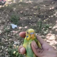 مرغ‌عشق