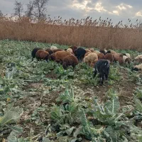 دامداری پناهی