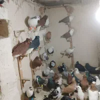 40تا ضدخردی رنگی