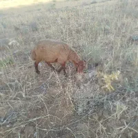 بره قوچ کشتاری