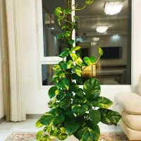 پتوس برگ پهن ابلق وارداتی