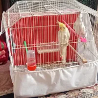 عروس هلندی