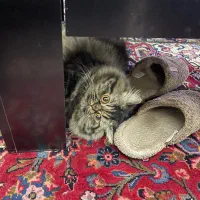 گربه پرشین نر جهت جفت یابی