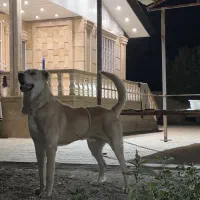 سراب ۳ ساله