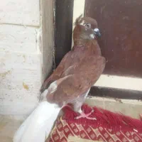 کبوتر سرخ دم سفید اصل