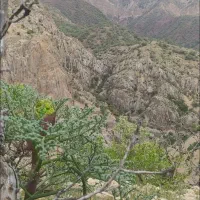 ترشی انگیون دنا