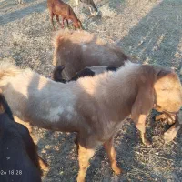 پازن درجه یک