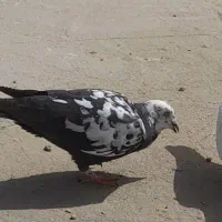 کفتر ماده