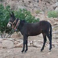 فروش قاطر ۱ سال نر