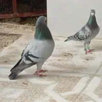 پلاکی