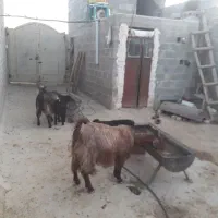 بز داشتی