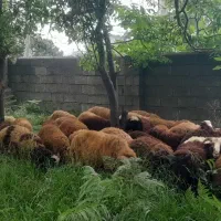 تعدادی نر بره تمیز