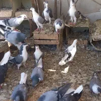 کبوتر|پرنده|اصفهان, بهارستان|دیوار