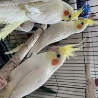 عروس هلندی