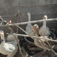 غاز