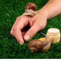 حلزون تراپی فشیال پاکسازی ماسک ال ای دی  ۵۰۰