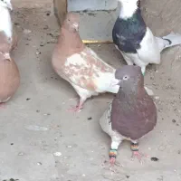 کله سرخ تموم بی عیب چشم چنگ سفید پاک