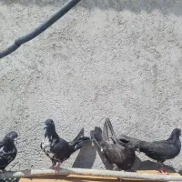 کفتر|پرنده|بن, |دیوار