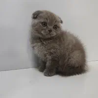 بچه گربه اسکاتیش لیلاک