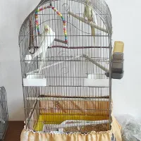 فروش عروس هلندی
