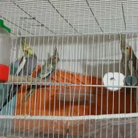 جفت عروس هلندی کارداده