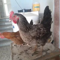 مرغ و نیمچه برهما