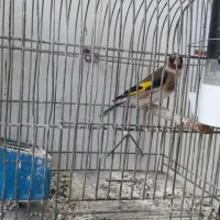 سهره نر ریزه خون رام