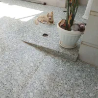 سگ پاکوتاه
