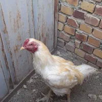 خروس|حیوانات مزرعه|اردکان, |دیوار
