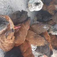 مرغ تخم گذار گلپایگان اصل