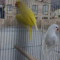 جفت ملنگو آلبینو لوتینو مولد