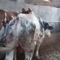 ۳راس گوساله نر