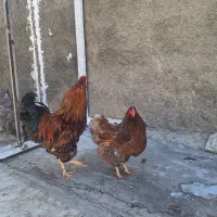 جفت ویاندوت بلورد درجه یک