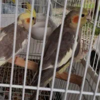 فروش عروس هلندی