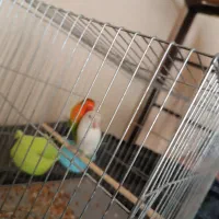 آقا هستم جویای کار