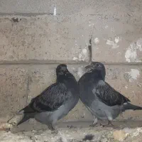 جوجه دوبر پلاکی