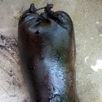 هیزه|خوردنی و آشامیدنی|شاهو, |دیوار