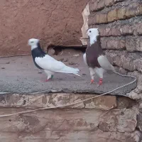 نروماده طوقی