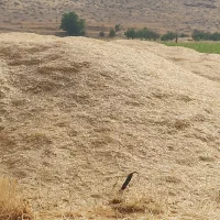 کاه گندم