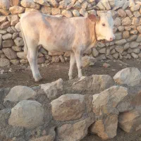 دو راس گوساله نر