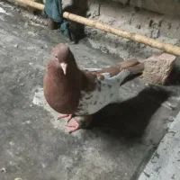 کبوتر رنگی