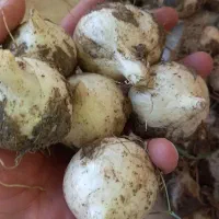 موسیر کوهی