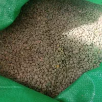 عدس تمیزشده درجه یک بوجاری شده